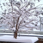 Blizzard 2010 - 9
