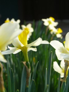 Daffodils blooming