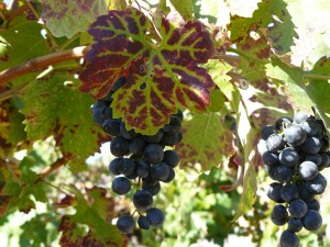 Italian cooking and wine classes