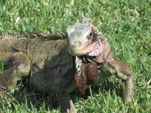 Iguanas Reptile World 