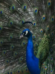Peacock